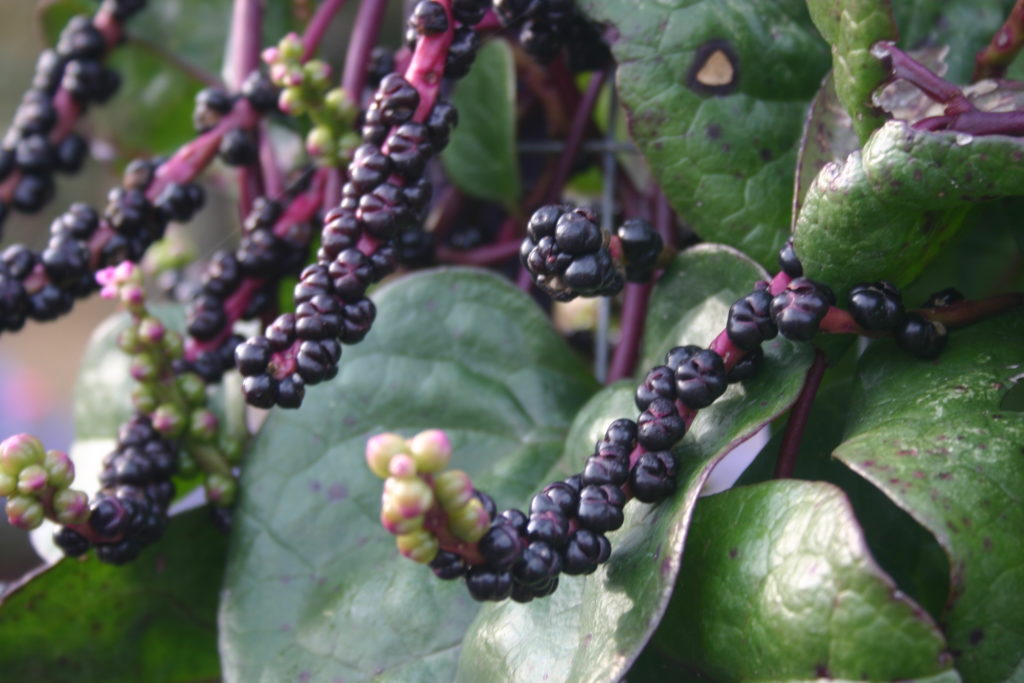 Black Currant Fruit