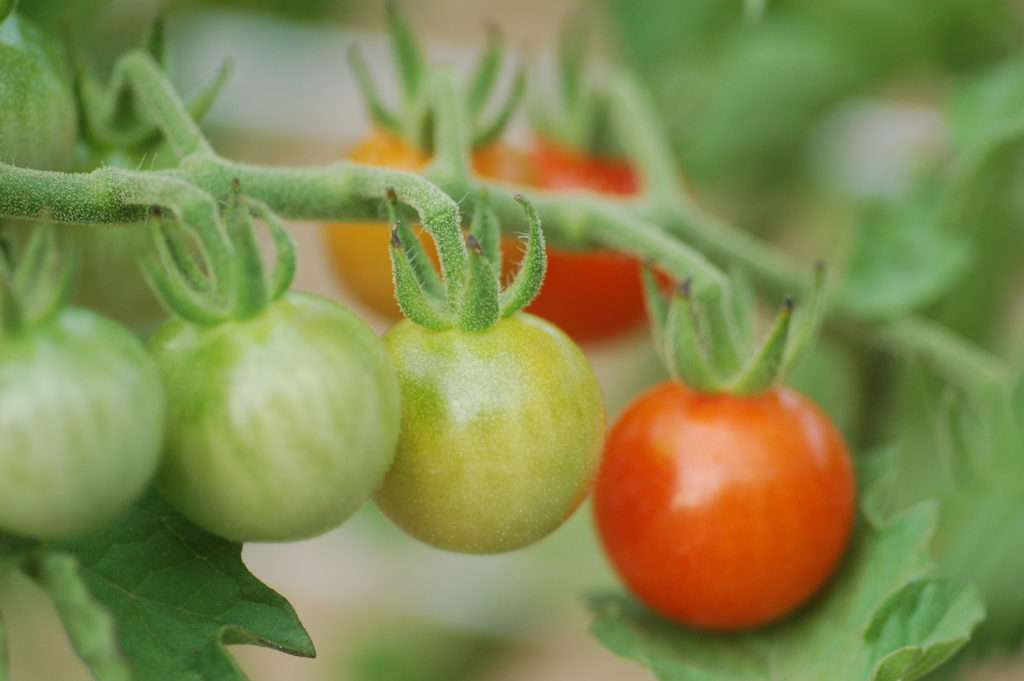 Tomato Plants growing on the vine